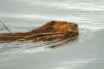 Beaver_030.jpg (57053 bytes)