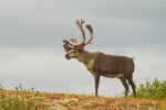 Caribou_137.jpg (60792 bytes)