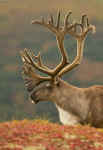 Caribou_155.jpg (72307 bytes)