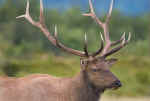 Elk