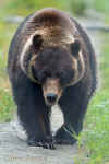 Grizzly_Bear007.jpg (66701 bytes)