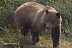 Grizzly_Bear_070.jpg (78241 bytes)