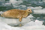 Harbor_Seal_024.jpg (68925 bytes)
