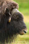 Muskox0016.jpg (65838 bytes)