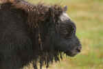 Muskox0027.jpg (68000 bytes)