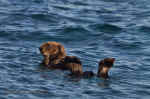 Otter_014.jpg (68377 bytes)