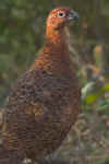 Ptarmigan_018.jpg (60015 bytes)