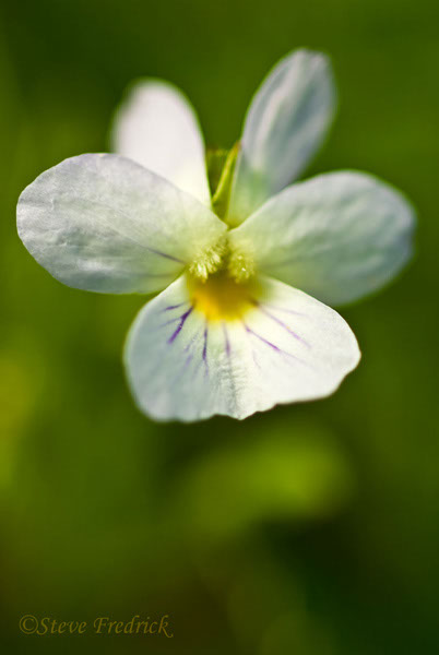 2004_0424Wildflowers0012