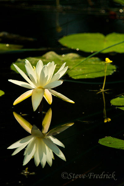 2005_0724AssawomanWaterLily0012