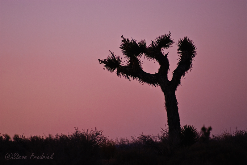 Joshua Tree Silhouette
