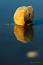 Shell on Beach with Shadow