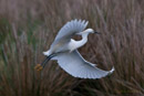 Egret Landing