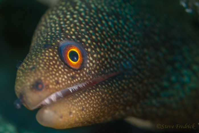 Goldentail Moray Eel