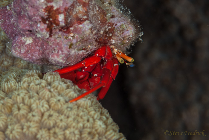 Red Hermit Crab