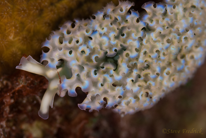Lettuce Sea Slug Saccogossan