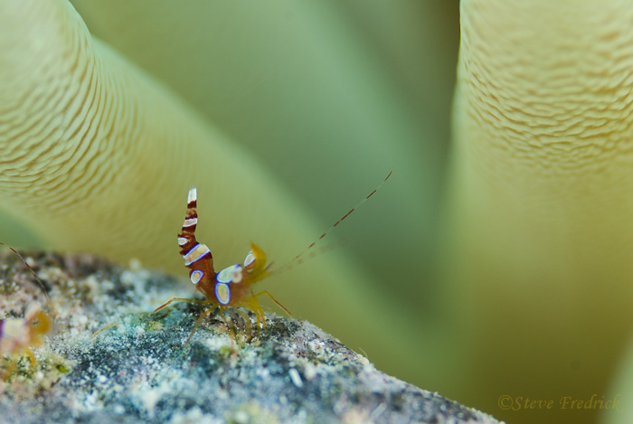 Anemone Shrimp (Thor amboinensis)