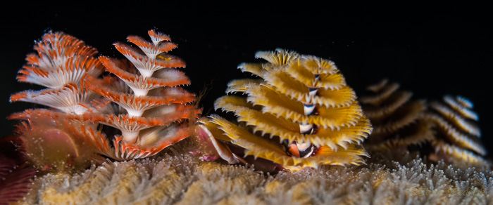 Christmas Tree Worms