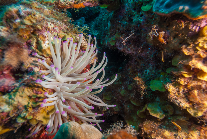 Purple Tipped Gaint Anemone