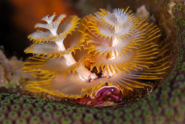 Christmas Tree Worm