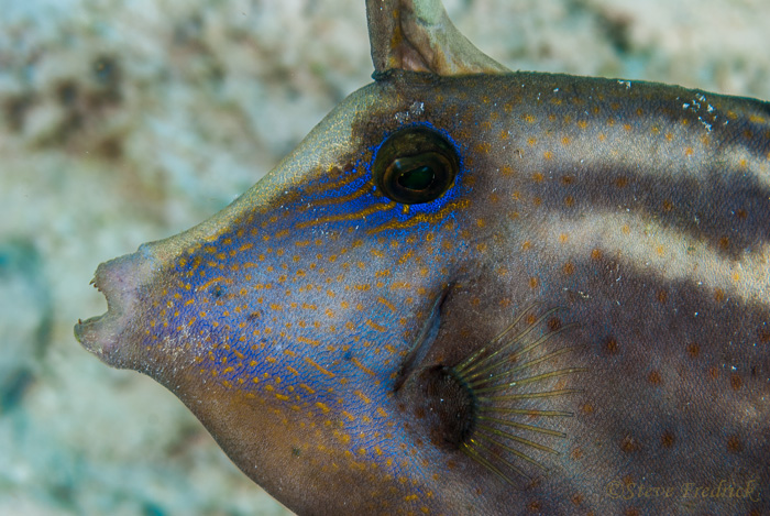 Orangespotted Filefish