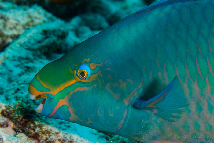 Rainbow Parrotfish
