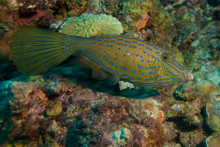 Scrawled Filefish