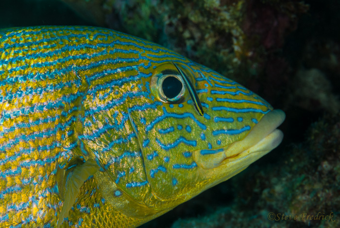 Bluestriped Grunt