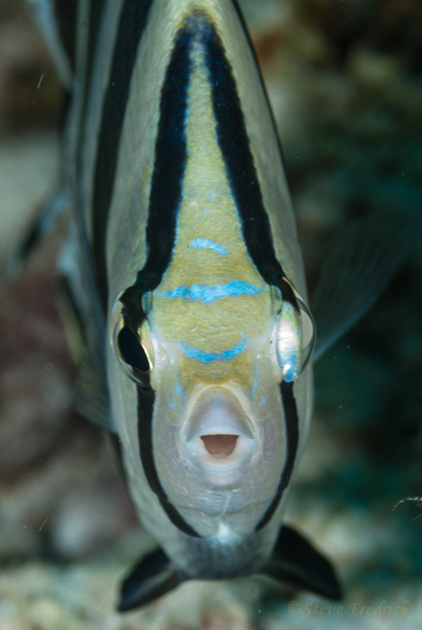 Bandded Butterflyfish