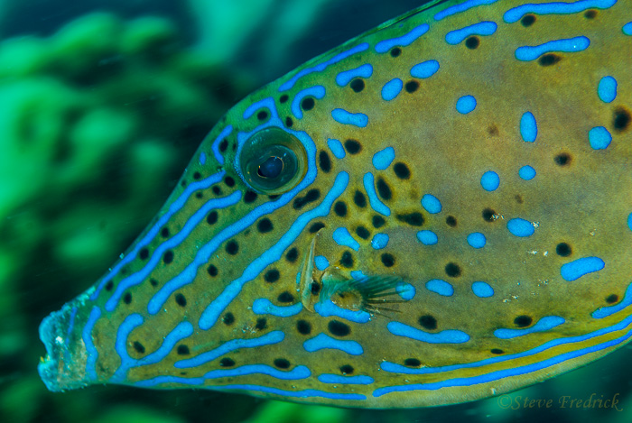 Scrawled Filefish
