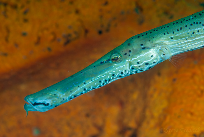 Trumpetfish