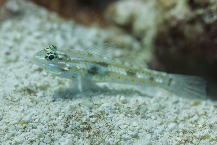 Pallid Goby