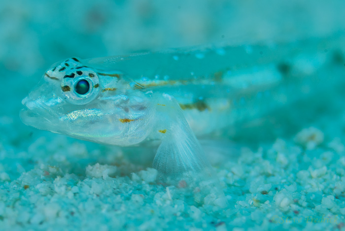 Pallid Goby
