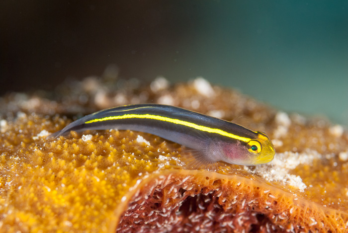 Yellownose Goby