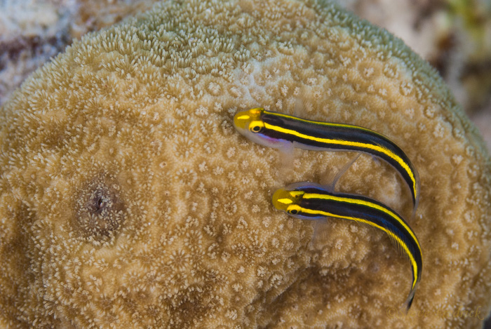 Yellownose Goby