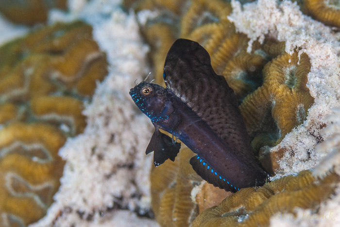 Sailfin Blenny