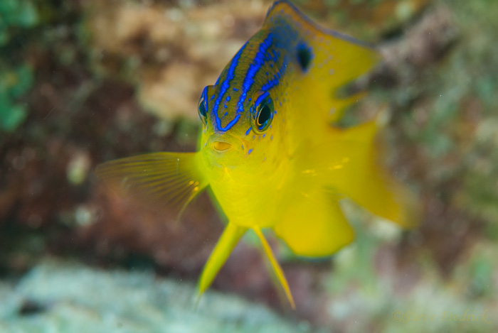 Juvenile Longfin Damselfish
