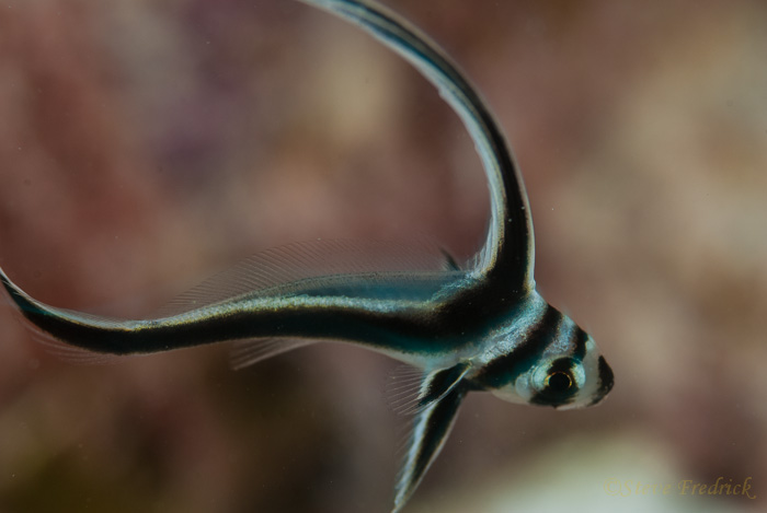 Juvenille Spotted Drum