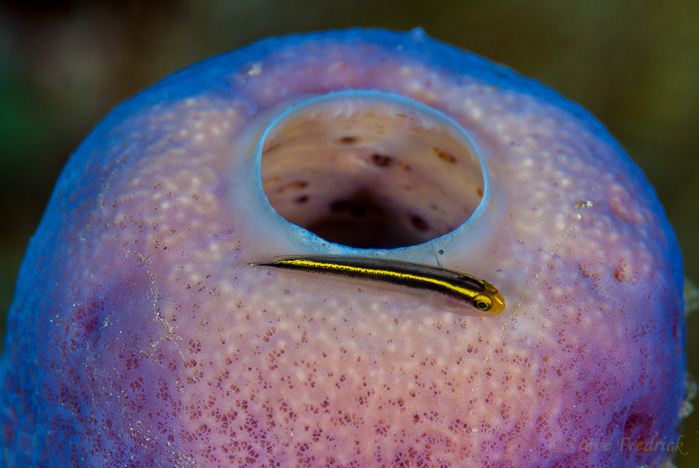 Yellownose Goby