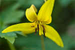 Trout Lily -- Shenk's Ferry Wildflower Preserve