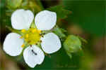 Wild Strawberry with Ant