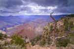 Canyon, Dead Tree, and Clouds