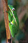 Green Tree Frog