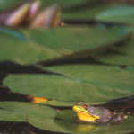 Anphib&Rep 036 6x6@72.JPG (25845 bytes)