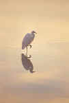 Great Egret in morning light at Chincoteague VA.