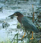 Birds 486 5x5 @72.jpg (39111 bytes)