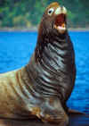 Land 109 Sea Lion 4x6 @72.JPG (65435 bytes)