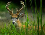 White Tail Deer at Chinconteague VA