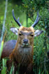 Sika Buck