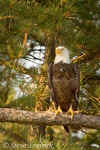 American Bald Eagle