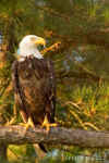American Bald Eagle